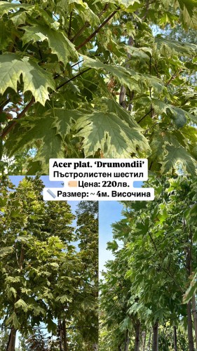 acer plat drumondii 220
